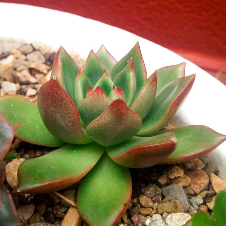 Echeveria agavoides Red Tips