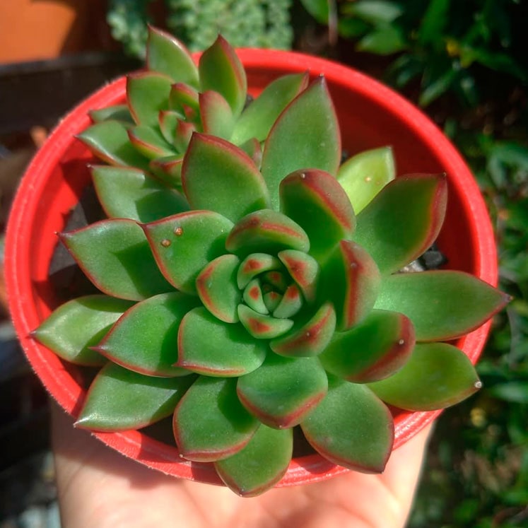 Echeveria agavoides Red Tips
