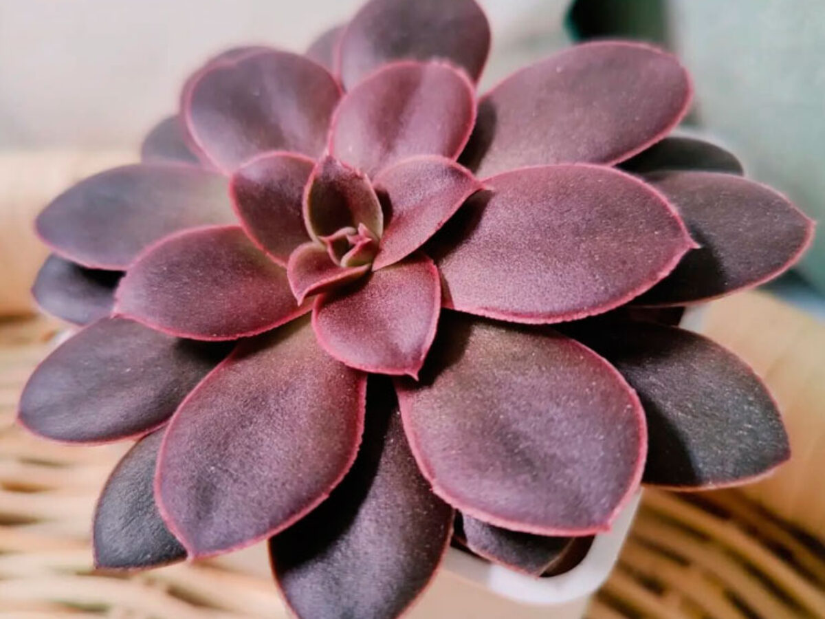 Echeveria atropurpurea, Cuidados y Reproducción 🌱 Th