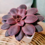 Echeveria atropurpurea