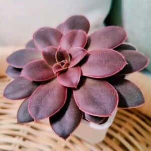 Echeveria atropurpurea