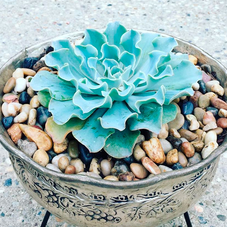 Echeveria blue frills