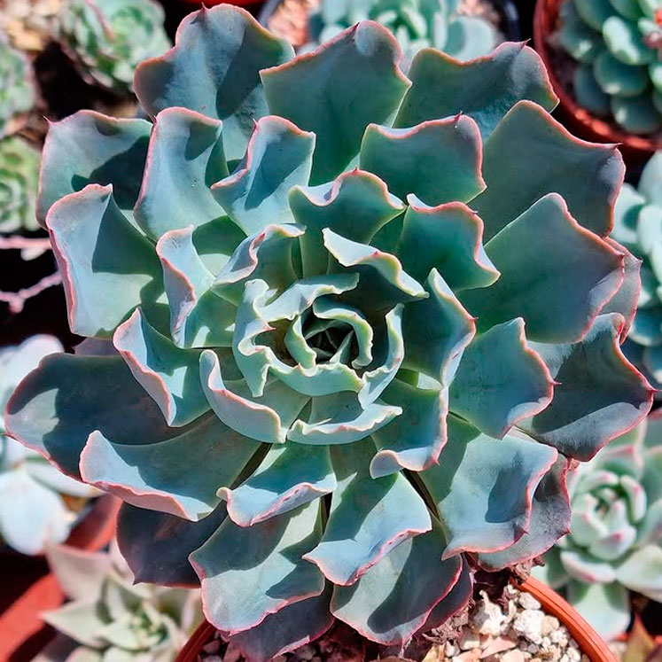 Echeveria blue frills