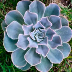 Echeveria blue frills