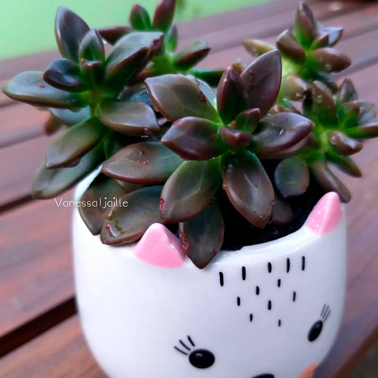 Echeveria compressicaulis