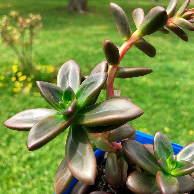 Echeveria compressicaulis