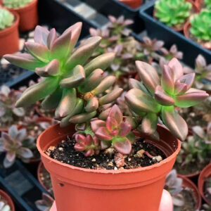 Echeveria compressicaulis