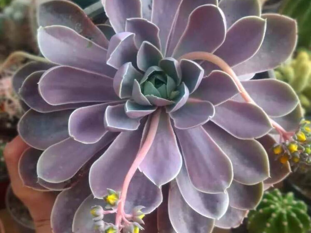 echeveria classic french trnusers サイズ2 Echeveria-diffractens-1200x900.jpg