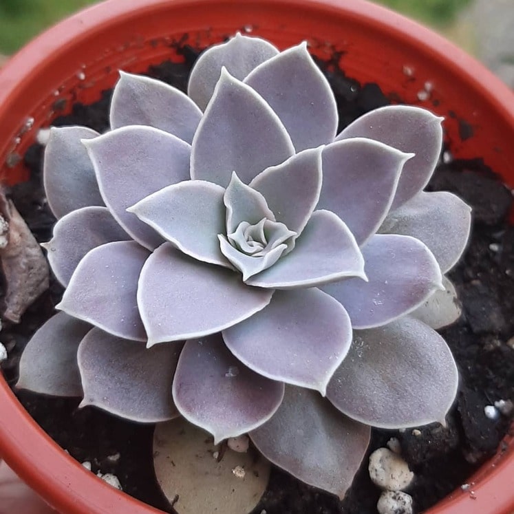 Echeveria diffractens