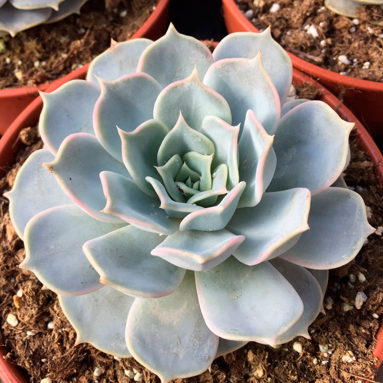 Echeveria lilacina