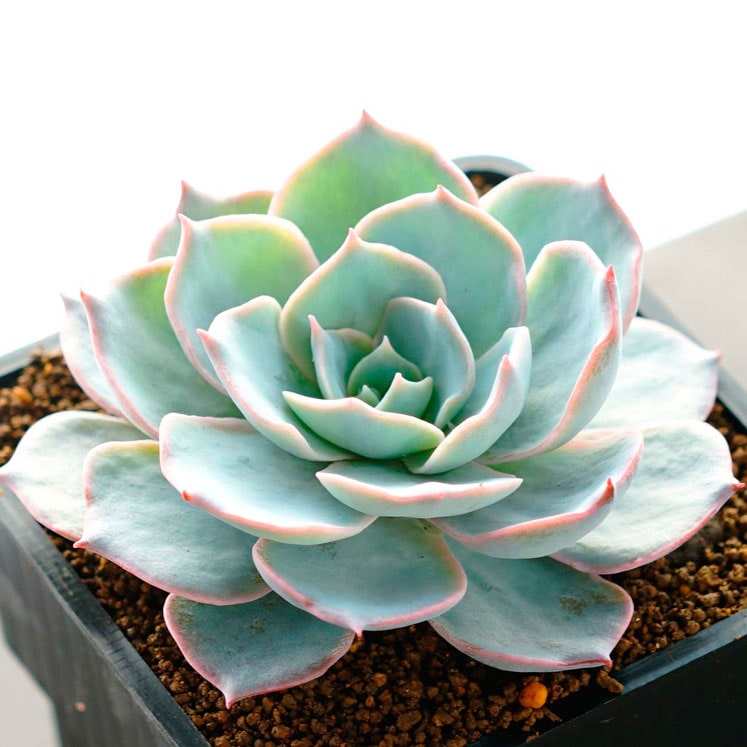 Echeveria peacockii Subsessilis