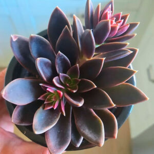 Echeveria serrana