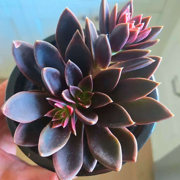 Echeveria serrana