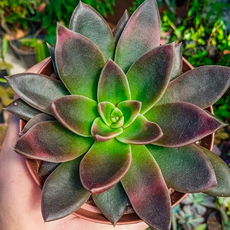 Echeveria serrana