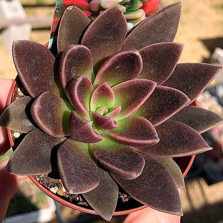 Echeveria serrana