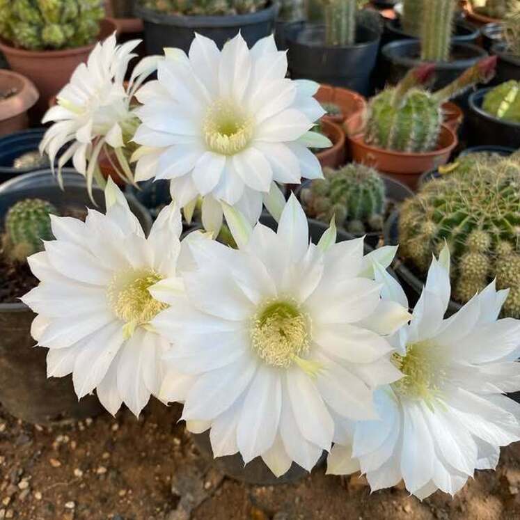 Echinopsis eyriesii