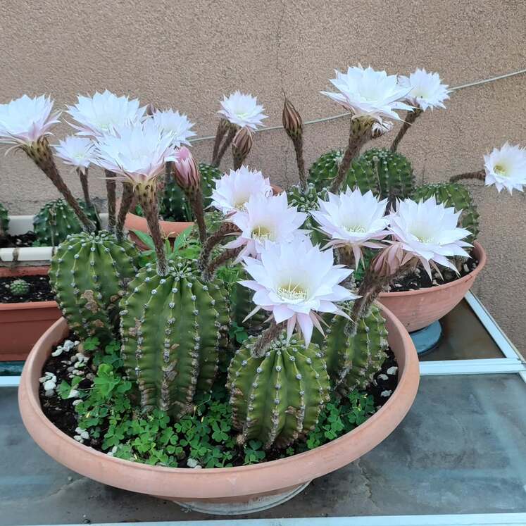 Echinopsis eyriesii