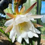 Echinopsis scopulicola