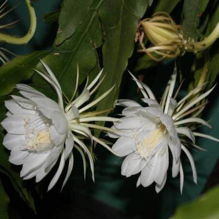 Epiphyllum Oxypetalum