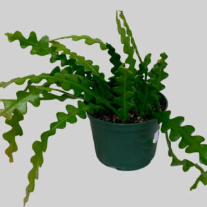 Epiphyllum anguliger