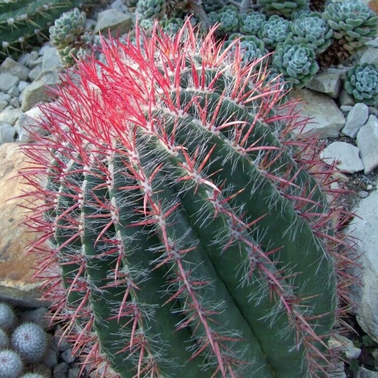 Ferocactus pilosus