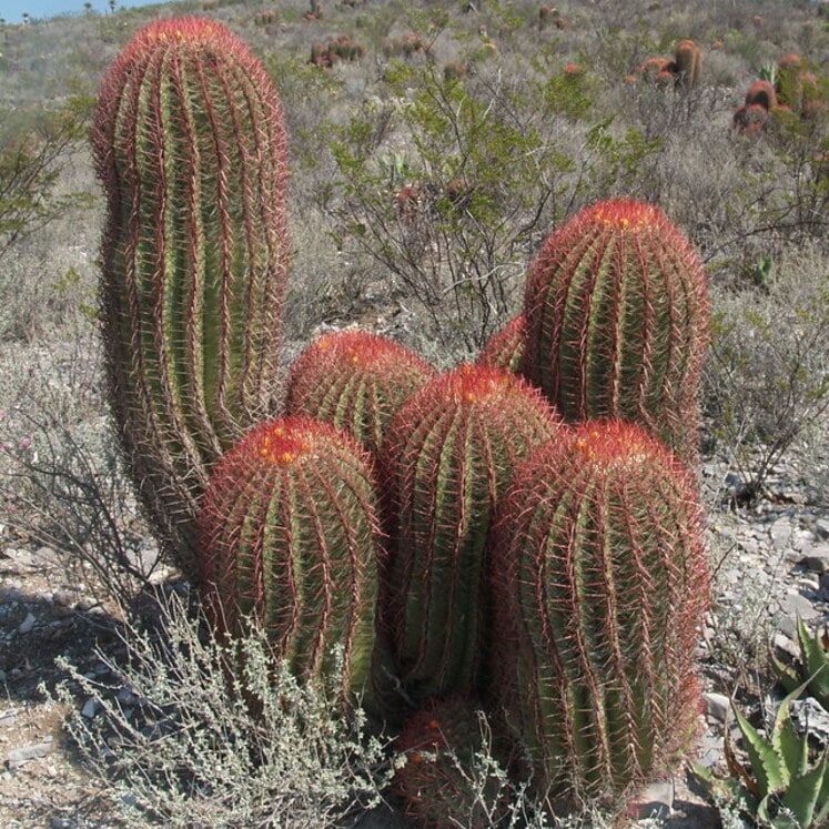 Ferocactus pilosus