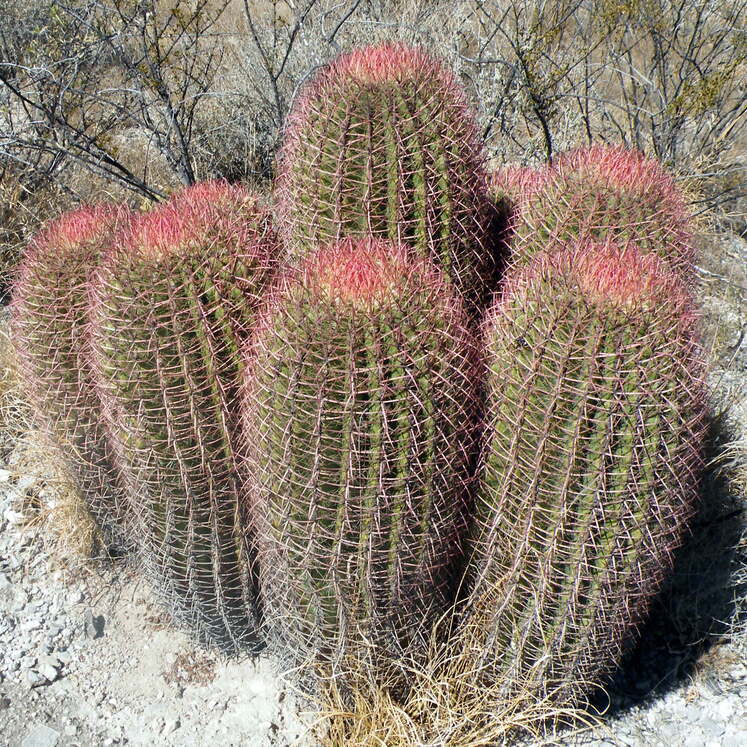 Ferocactus pilosus