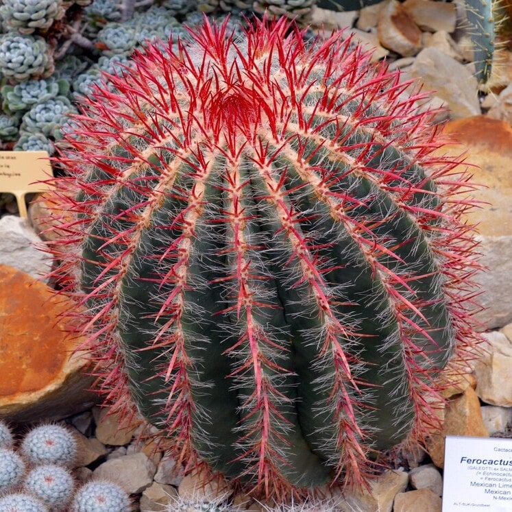 Ferocactus pilosus