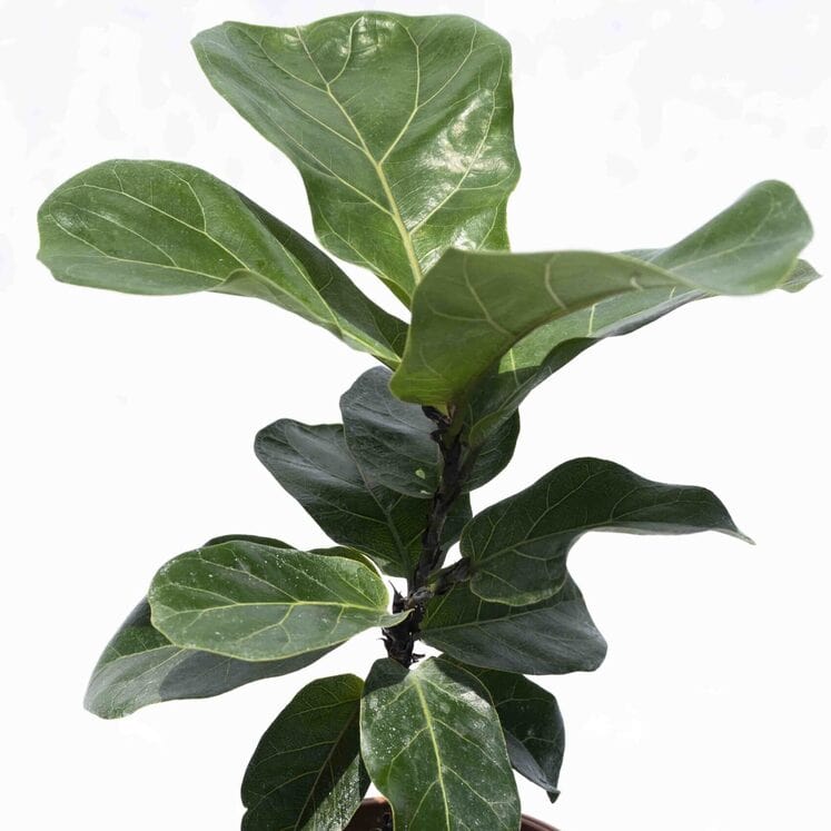 Ficus Pandurata