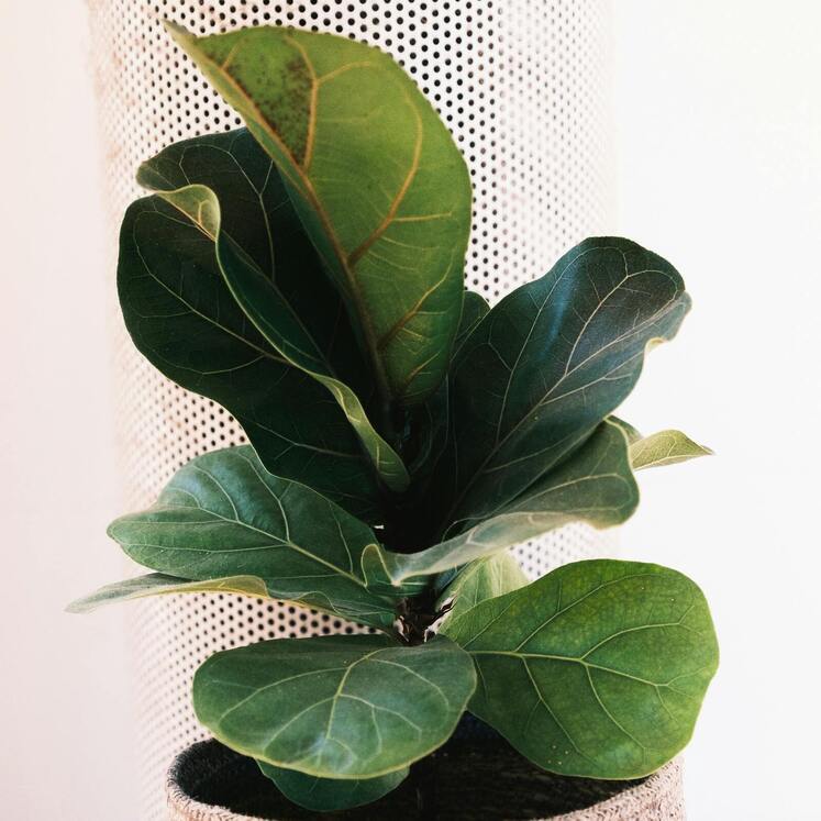 Ficus Pandurata