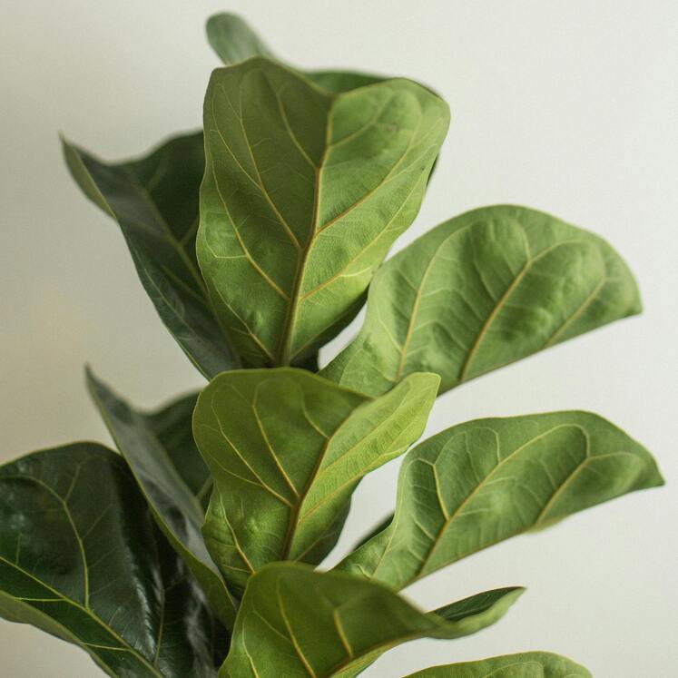 Ficus Pandurata