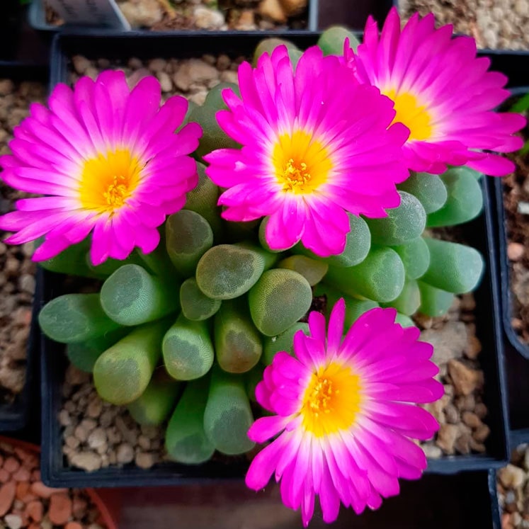 Frithia Pulchra