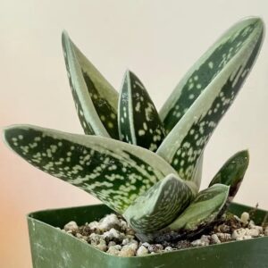Gasteraloe Green Ice