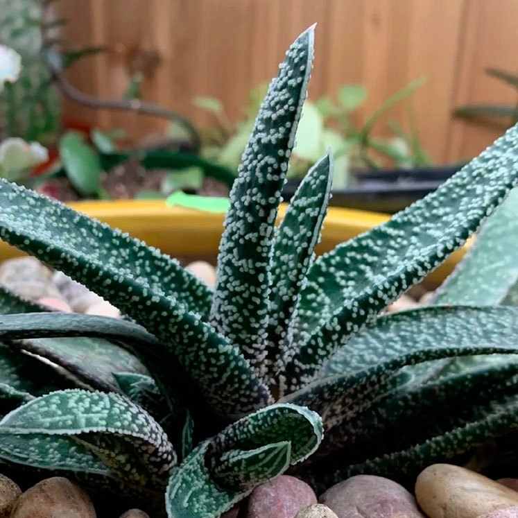 Gasteria carinata