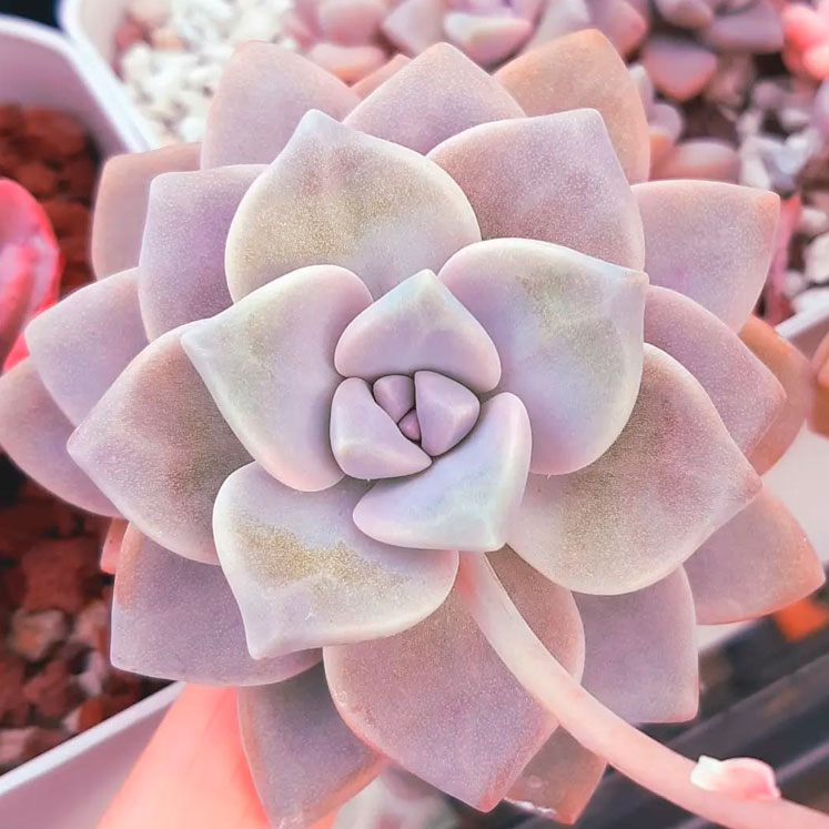 Graptopetalum V铆ctor Kane