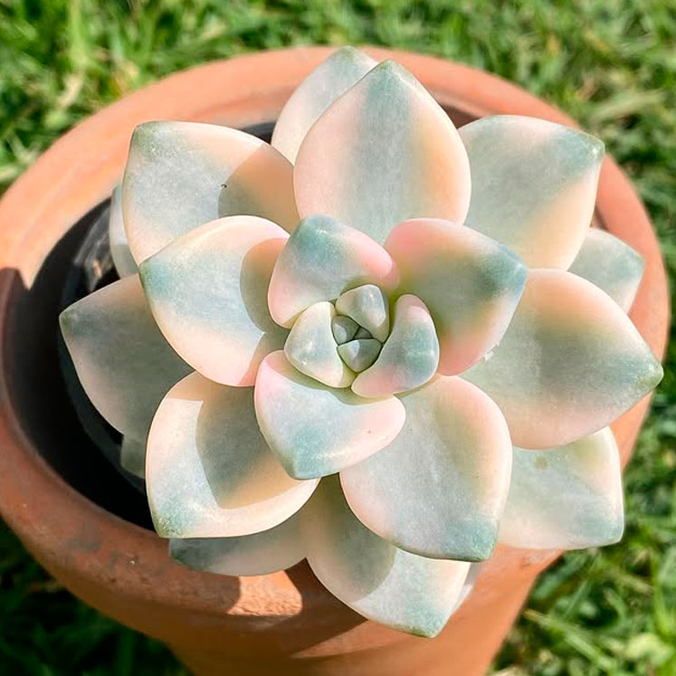Graptopetalum Victor Kane Variegada
