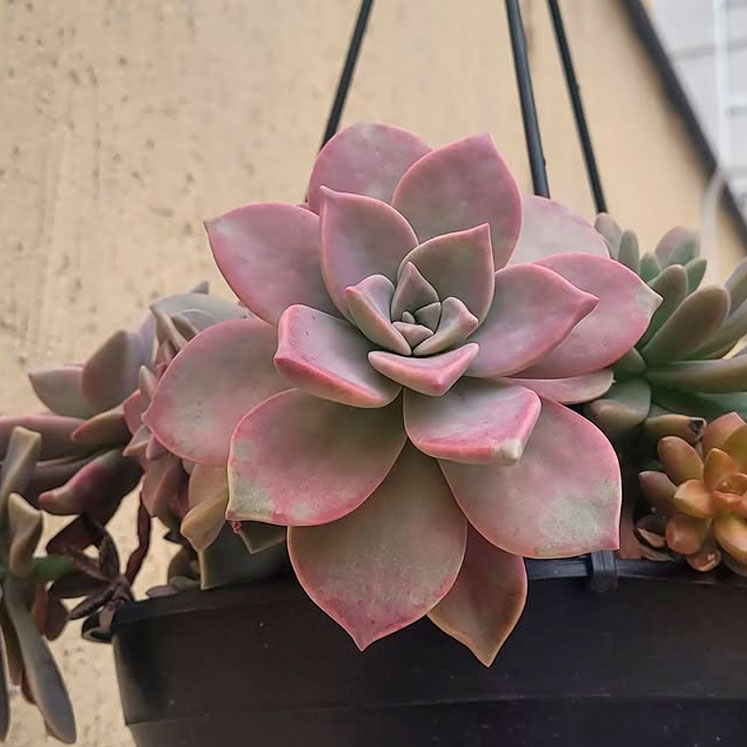 Graptopetalum Victor Kane