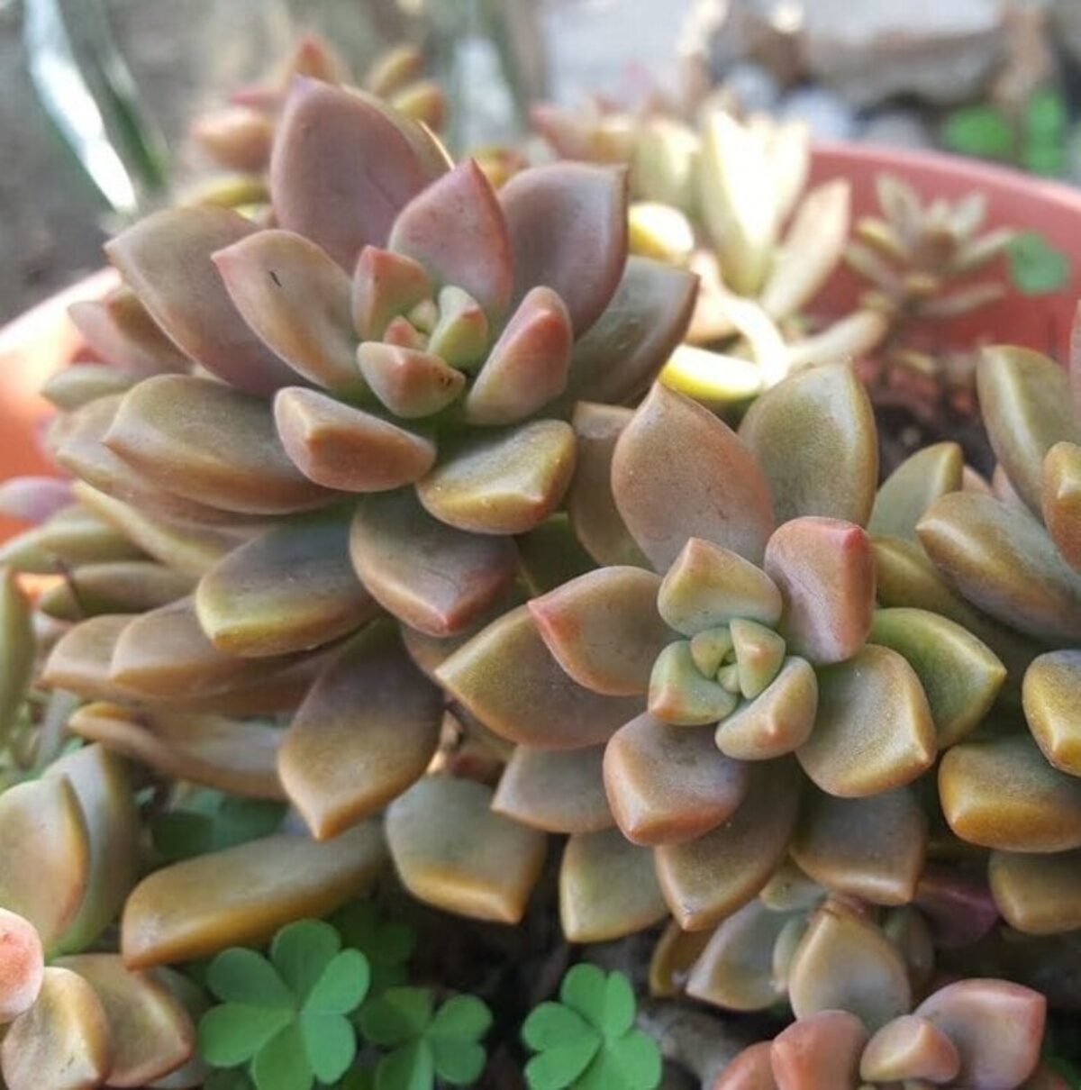 Graptosedum-Bronze-3-1200x1210.jpg