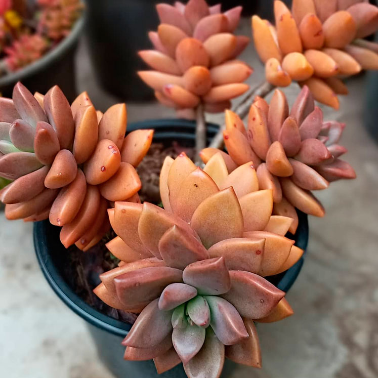 Graptosedum Bronze