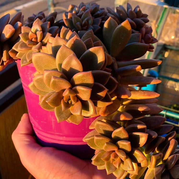 Graptosedum Bronze