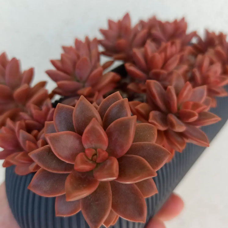 Graptosedum Bronze