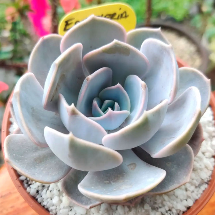 Graptoveria Demie Lune