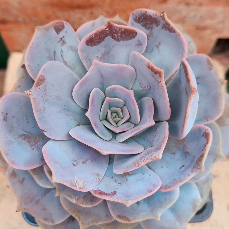 Graptoveria Demie Lune