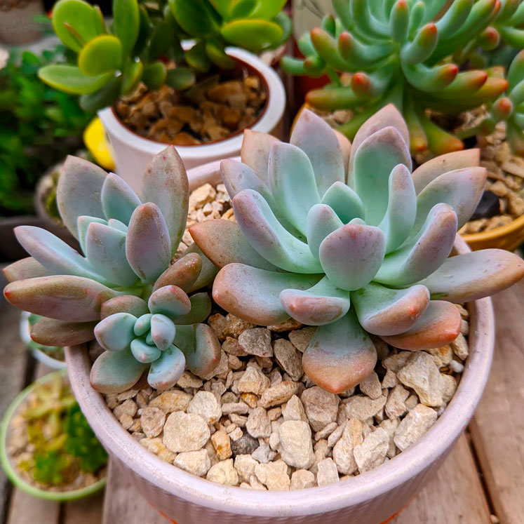 Graptoveria Opalina