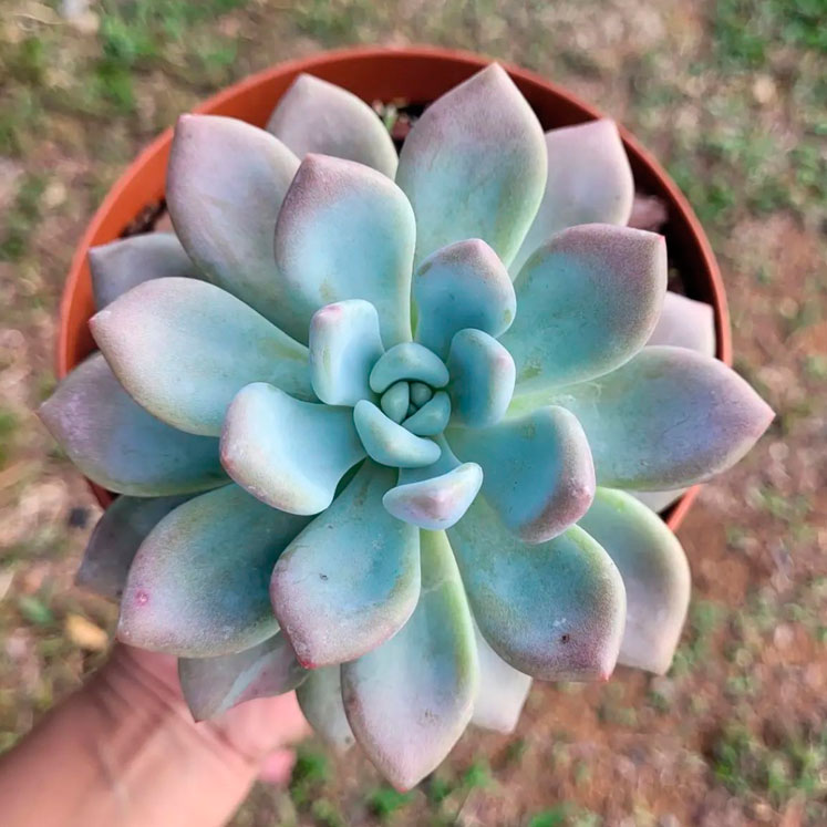 Graptoveria Opalina