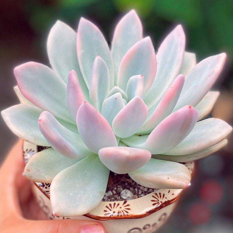 Graptoveria Opalina