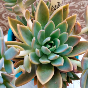 Graptoveria Water Lily