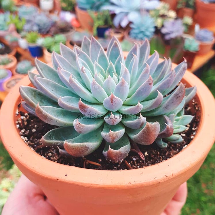 Graptoveria Winds of Change
