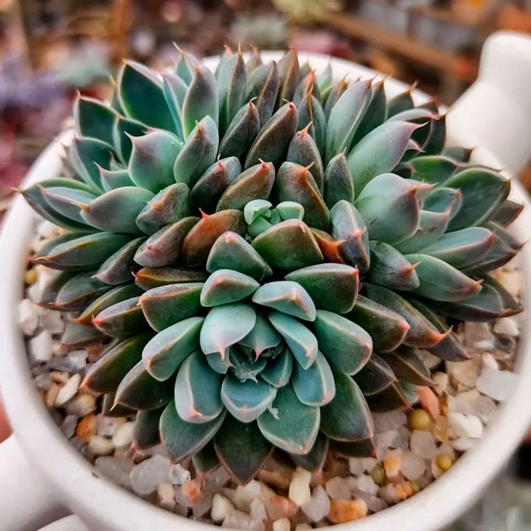 Graptoveria Winds of Change