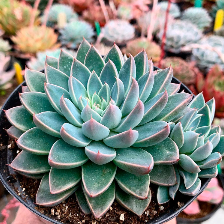 Graptoveria Winds of Change